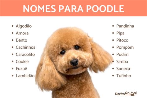 chanel nome de cachorro|Nomes Mais Famosos Para Cachorros: .